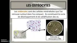 Cours 33 - Le tissu osseux