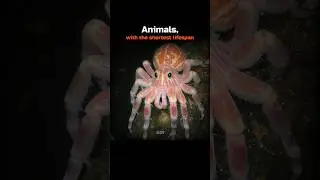 Animals with the shortest lifespan 💀🤯 #Shorts #Science #Biology #Animals