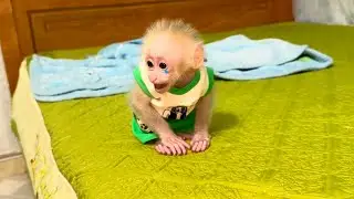 Baby monkey woke up crying screaming looking for ABU and Mom!