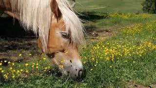 Horse 2024 Predictions #horse #prediction2024 #astrology