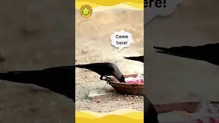 🐦&zwj;⬛Crow Heroes - Teamwork in Action💪🏽