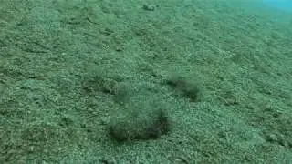Sanddiver Escapes