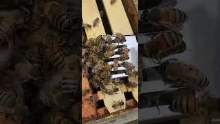 The OG hive 🐝 #savingthebees #honeybee