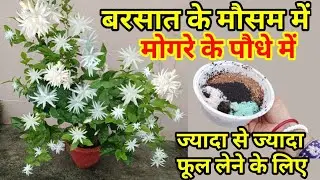 Big star Mogra Jasmine Plant Rainy season Care & Fertilizer / बरसात के मौसम में मोगरे की देखभाल