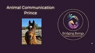 Prince, The Horse Who Didn't Realize: Animal Communication After Loss