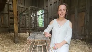 Homesteading: How to trap nuisance raccoons!
