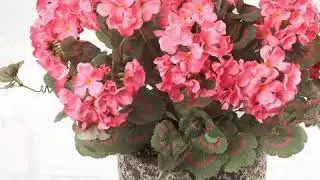 Pink Artificial Geranium Flower Bush TWO PACK | Decorative Silk Artificial Plant for Decorations