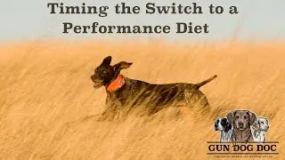 Timing the Switch to a Performance Diet for Hunting Dogs