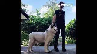 เลือดเย็น (Ver.TigerTED)