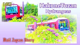 HAKONE TOZAN Line trains at a fork near Ohiradai Station surrounded by hydrangea | Train Japan