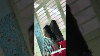 Asher monkey taking care of mother