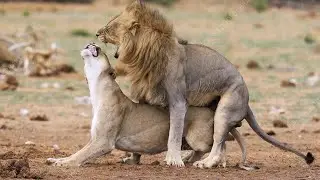 Lion mate many times with his  patner in a day.