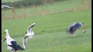 Spectaculaire beelden: Blauwe Reiger en hermelijn