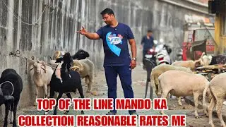 Top Of The Line Mando Ka Collection Resonable Rate Me Fsn Animal Goat Farm Kalyan 