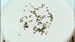 Семена Годжи черного / Lycium ruthenicum, ТМ OGOROD