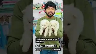 #pomeranian #pomeranianpuppy #pomeranian_dog #dog #pets #puppy #kanpur #kanpurcity #puppies #petshop