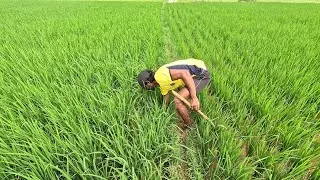 👉 “Snake in the Crab Trap!” | Day 2 | நண்டு வலைல பாம்பு! 🦀🐍 Village Adventure | part 2