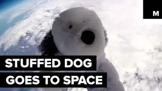 Sam the Stuffed Dog Goes Missing in Space