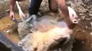 SHEEP SHEARING