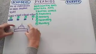 Pyramids of numbers and pyramids of energy