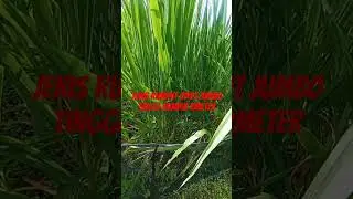 Jenis rumput odot jumbo