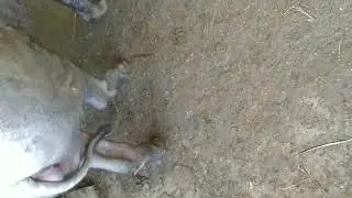 Estrus pig (Back pressure test for confirmation of Mating time)