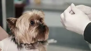 How to take care of your Furry Friend.
