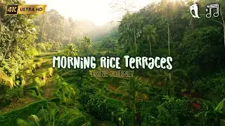 Tegalalang Rice Terraces at Sunrise | Bali Drone Journey with Birds and Ambient Music 🌾 | 4K