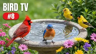 Relaxing Bird Bath 🐦 4 Hours of Birds Splashing Water Sounds