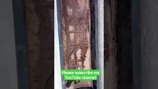 snack video 17 #snake #short