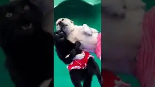 Me And My Best Friend On Vacation 😹🛑 SafePaws AI &ndash; LifeSaver Animals