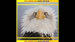 Why Aeroplane Seats Are Blue 😮 #facts #amazing #interesting