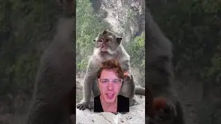 I&rsquo;ve never seen a monkey like this before. #shorts