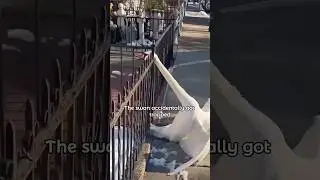A beautiful story between swan and human.#animals #wildlife #shortvideo #swan #love #shorts