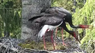 Must-toonekurg2~Male, Female are defending the nest!  Intruder with rings~12:37 PM  2025/05/13
