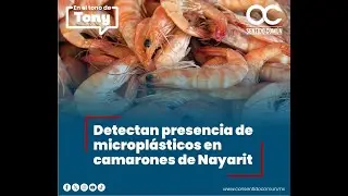 Microplastics detected in shrimp in Nayarit
