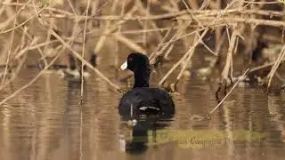 American Coot swimming during golden hours!