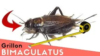 Le GRILLON BIMACULATUS ? Et si on en parlait ?