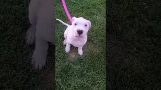 #nice#California#lodi#dogs# 🐕