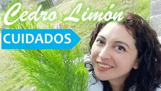 Transplante, Cuidados y Reproducci&oacute;n del cipr&eacute;s lim&oacute;n o cedro lim&oacute;n en el jard&iacute;n