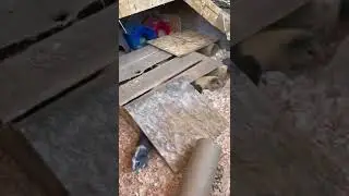 Outdoor Guinea pigs