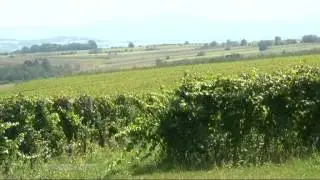 Vino i vinogradarstvo 0901