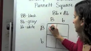 Incomplete Dominance Punnett Square