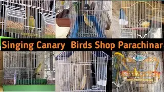 Most Beautiful Pieces Of Singing Canary Birds Shop At Parachinar Birds Market |Canary Singing Birds
