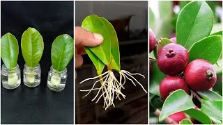 How to grow strawberry guava plant at home from leaves || Easy idea for grow mango plant