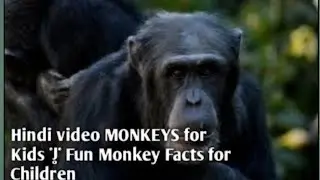 Hindi video MONKEYS for Kids | Fun Monkey Facts for Children#youtubeshorts #facts #monkeysr 