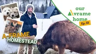 Homesteading at the A-Frame - Episode 33 | Our Avrame Home