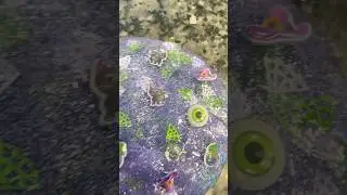 ￼ I play with Halloween slime for my local target #Target #Slime #Halloween #Shorts ￼￼