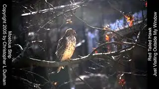 Moebius Strip And A Red Tailed Hawk