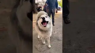 Naughty Husky #shorts #short #dog
